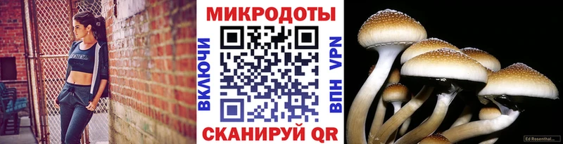 Галлюциногенные грибы прущие грибы Салаир